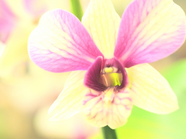 喪中はがきと年賀状を出してしまった事に関するお悩み解決 もくれんの暮らしの知恵ノート