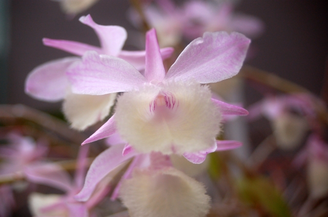 喪中はがきの疑問 写真入りでもいい 横書きは もくれんの暮らしの知恵ノート